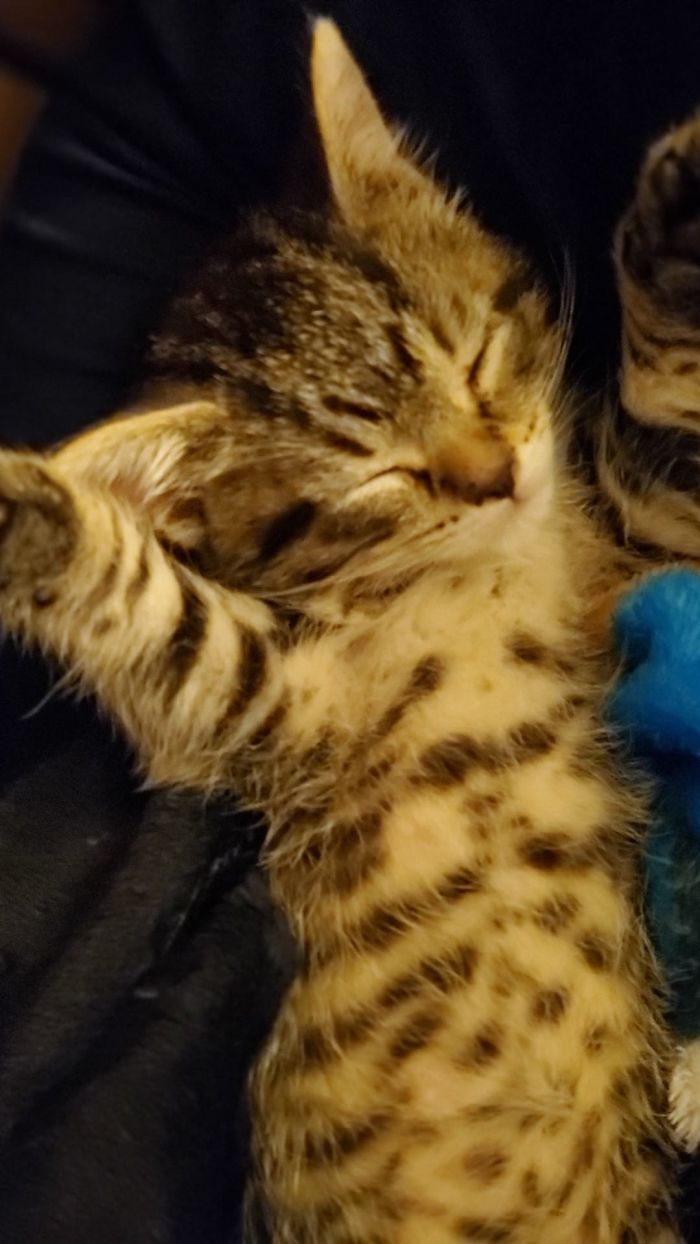 Meet Chomper Who Named Himself By Chomping On Ears And Noses And Anything That Moves