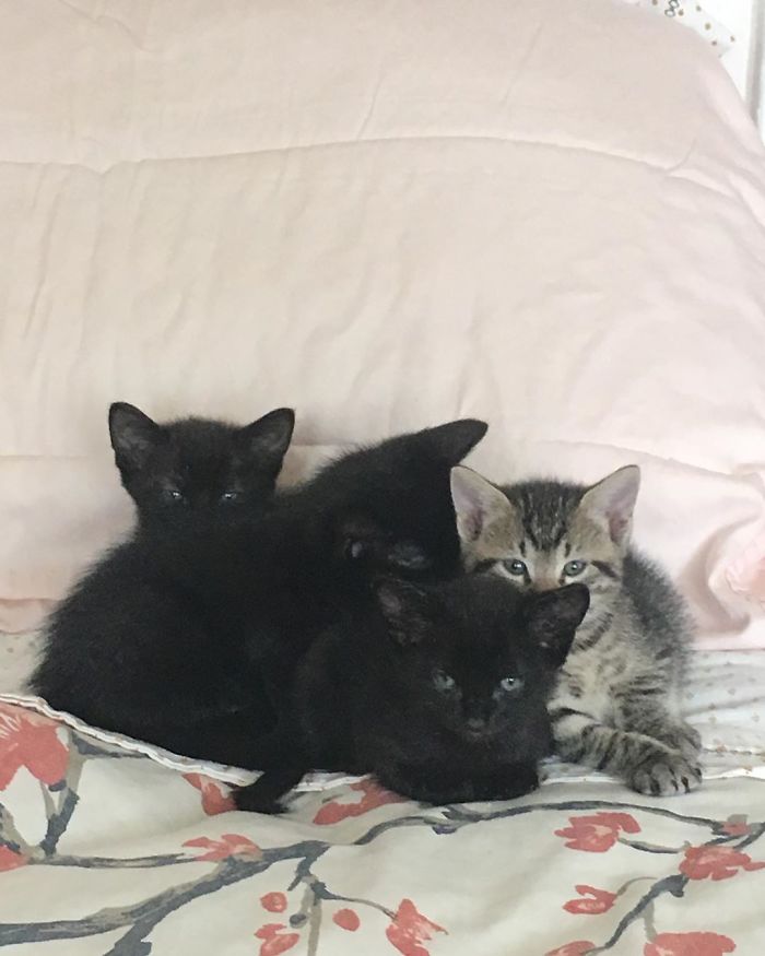 Stray Cat ‘Asks’ Woman To Let Her Inside So She Can Have Her Babies Stray Cat ‘Asks’ Woman To Let Her Inside So She Can Have Her Babies