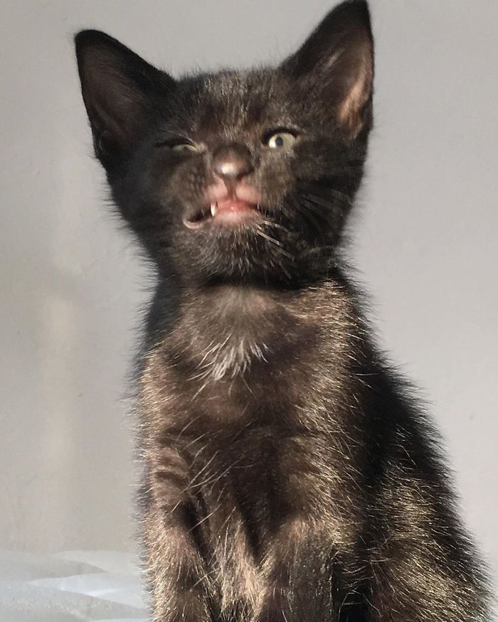 Stray Cat ‘Asks’ Woman To Let Her Inside So She Can Have Her Babies Stray Cat ‘Asks’ Woman To Let Her Inside So She Can Have Her Babies