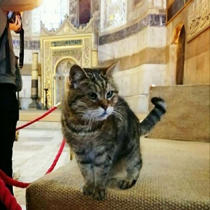 Hagia-Sophia-Cat