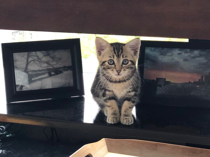 Jax My Tiny Shelter Kitten