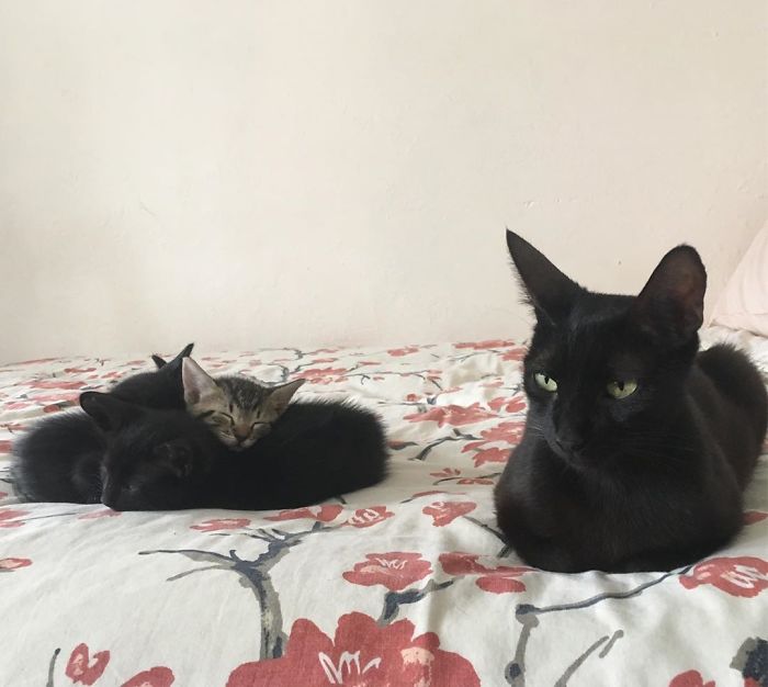 Stray Cat ‘Asks’ Woman To Let Her Inside So She Can Have Her Babies Stray Cat ‘Asks’ Woman To Let Her Inside So She Can Have Her Babies