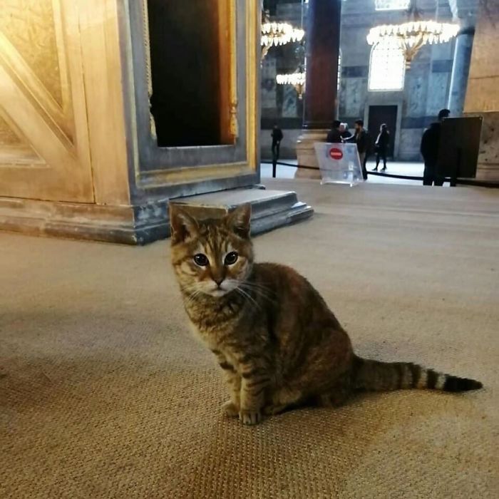 Hagia-Sophia-Cat