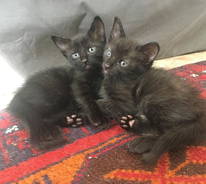 Stray Cat ‘Asks’ Woman To Let Her Inside So She Can Have Her Babies Stray Cat ‘Asks’ Woman To Let Her Inside So She Can Have Her Babies