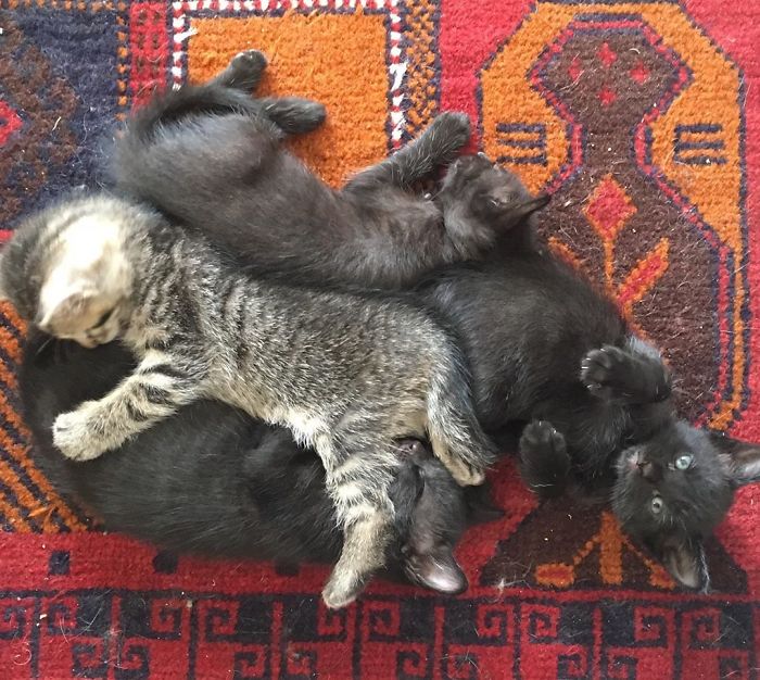 Stray Cat ‘Asks’ Woman To Let Her Inside So She Can Have Her Babies Stray Cat ‘Asks’ Woman To Let Her Inside So She Can Have Her Babies