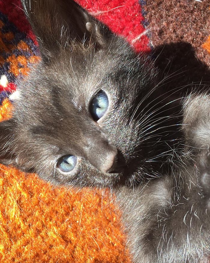 Stray Cat ‘Asks’ Woman To Let Her Inside So She Can Have Her Babies Stray Cat ‘Asks’ Woman To Let Her Inside So She Can Have Her Babies