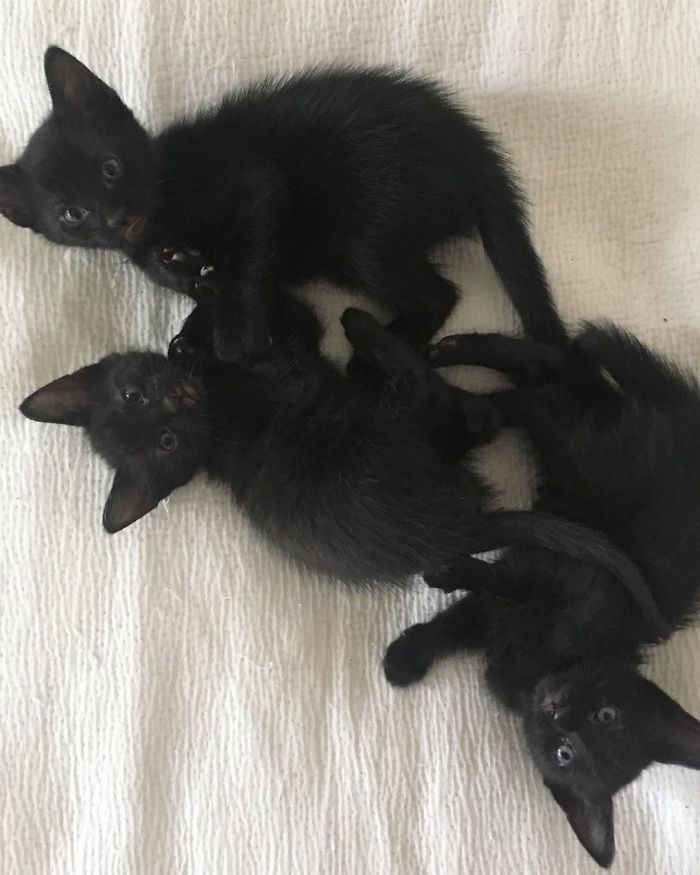 Stray Cat ‘Asks’ Woman To Let Her Inside So She Can Have Her Babies Stray Cat ‘Asks’ Woman To Let Her Inside So She Can Have Her Babies