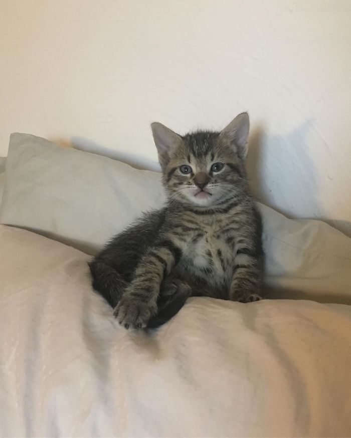 Stray Cat ‘Asks’ Woman To Let Her Inside So She Can Have Her Babies Stray Cat ‘Asks’ Woman To Let Her Inside So She Can Have Her Babies