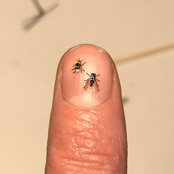 Tiny-Dollhouse-Animals-Miniatures-Fanni-Sandor