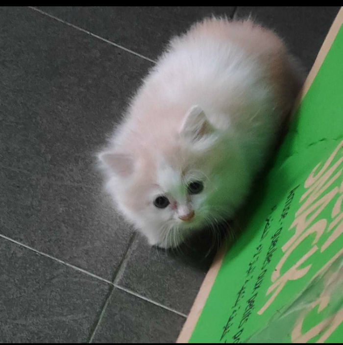 A Loaf Of Fluff At 6 Weeks Old