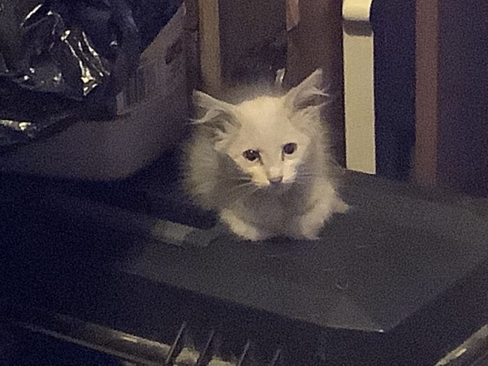 Rescue Kitten Getting Used To People And Enjoying New Home Goodbye Ear Mites