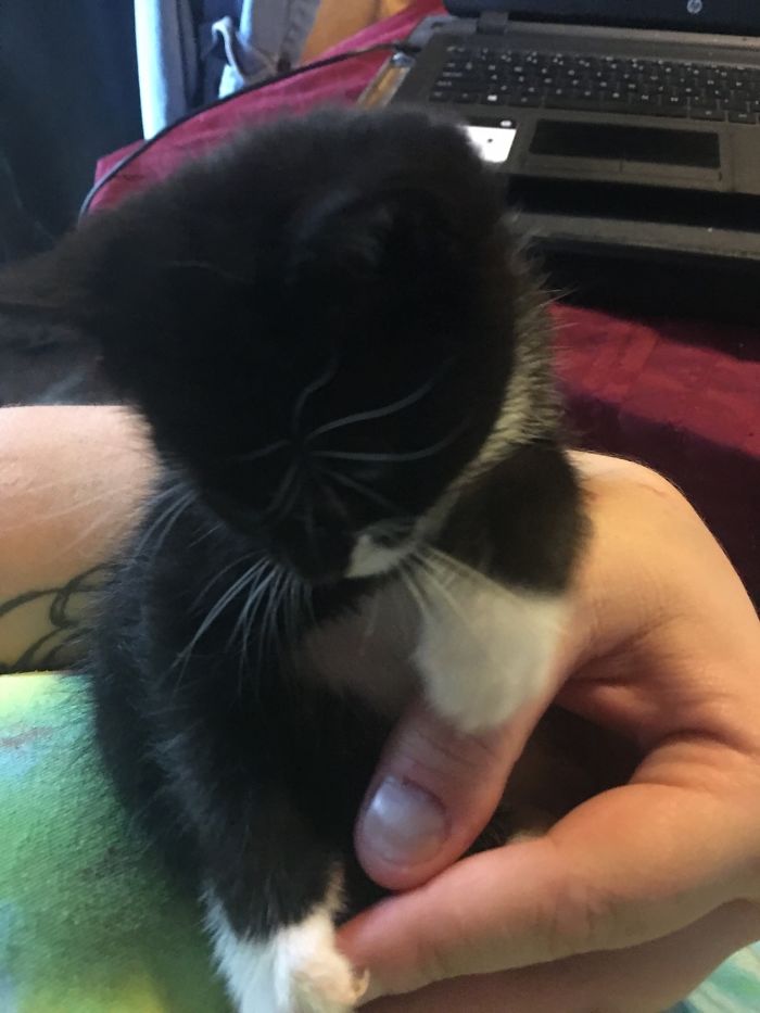 Otter At 5 Weeks Old. Now He’s Two!