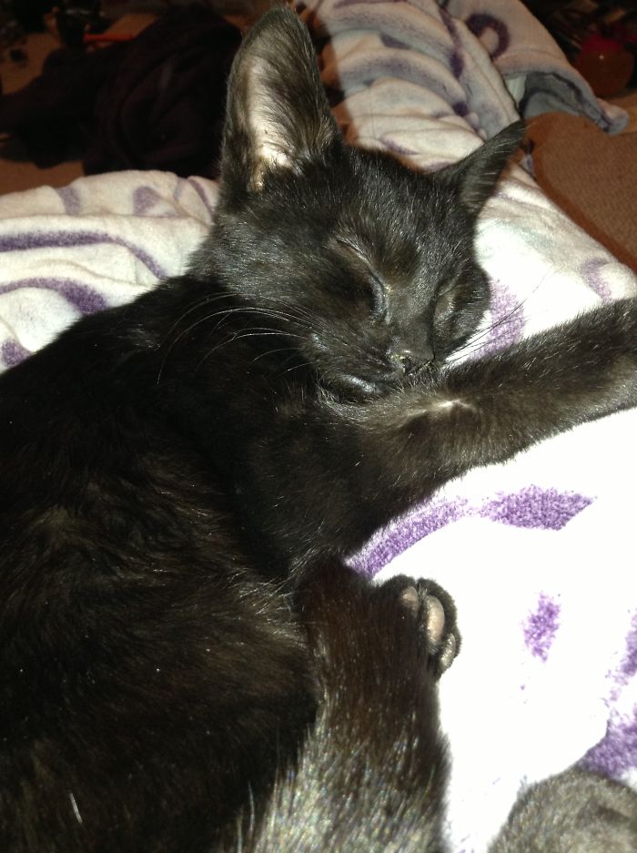 Murphy Sleeping In His New Home On Our Bed