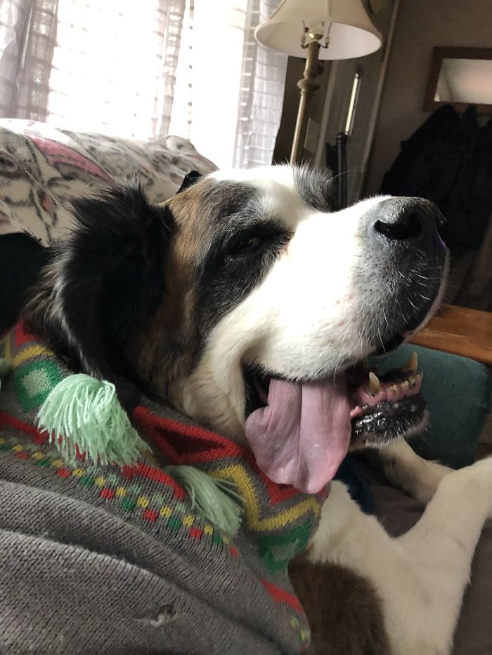 ‘Big’, Our Lovable St. Bernard