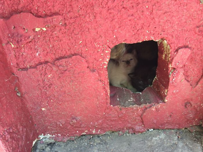 These Are Sammy And Tux. Born In A Basement. Mom Hit By A Car. Unfortunately, I Have Lost Tux, But I Was Able To Save Sammy, Who Is 16 Lbs And Close To Three Feet And A Half In Length. He Is Only 3