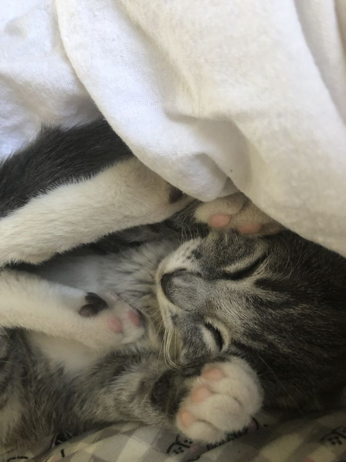 My Little Missy, She Is Less Than 1 Year Old.