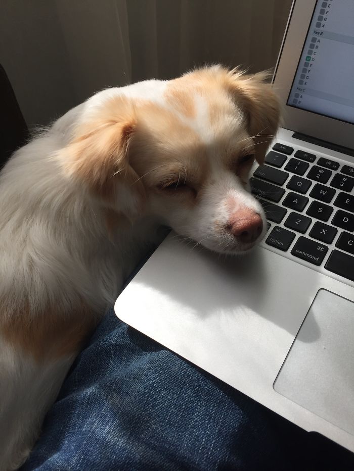 Chloe, A Day After Being Adopted. She'll Just Sleep Anywhere-- Including With Her Head Resting On A Computer.