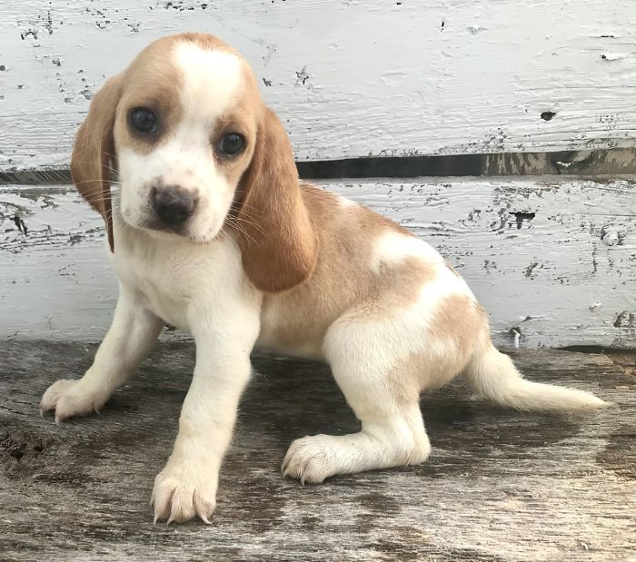 Athena, My Lil Lemon Beagle Angel