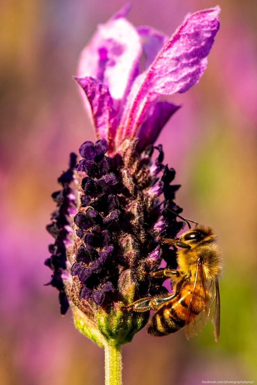 Here Are My 5 Nature Pics