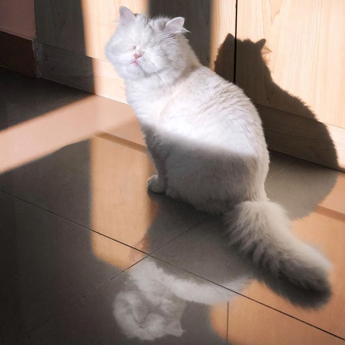 Blind-Persian-Cat-Moet