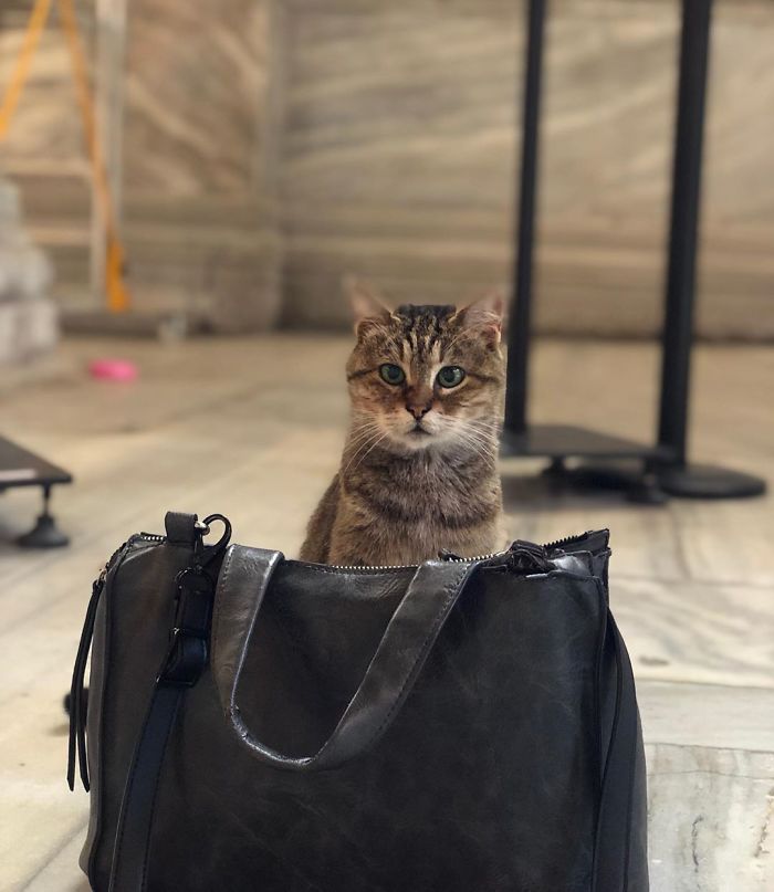 Hagia-Sophia-Cat