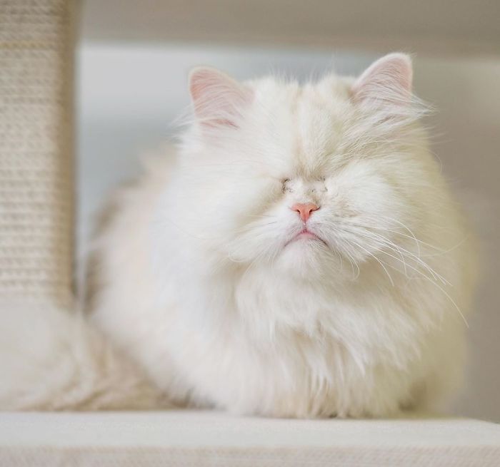 Blind-Persian-Cat-Moet