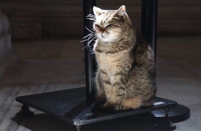 Hagia-Sophia-Cat