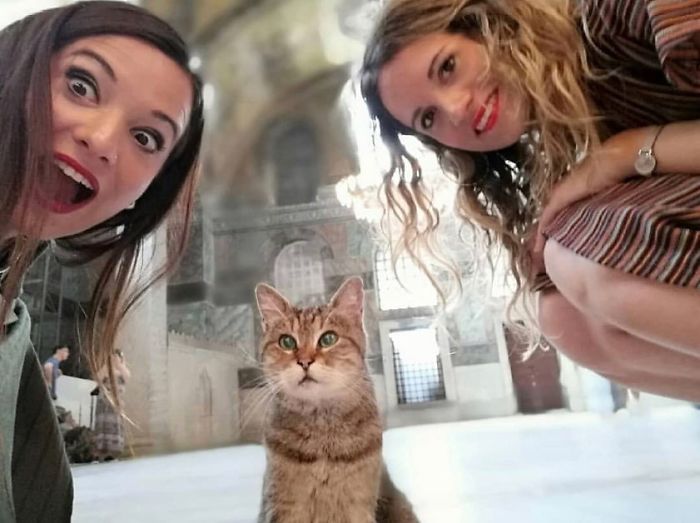 Hagia-Sophia-Cat