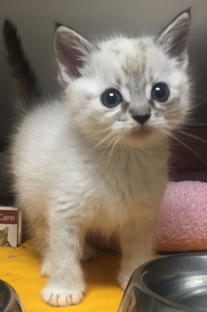 Found Alone At During The Holiday Season - Noel