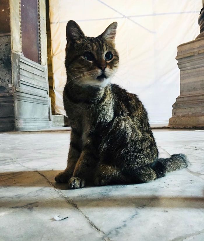 Hagia-Sophia-Cat
