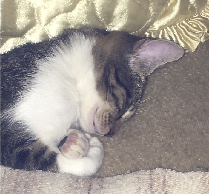 This Is Sissi, Dumped In A Trash Can With Her Food Bowl And Collar. She Was Eight Weeks Old And Left To Fend For Herself. Now She Is 2