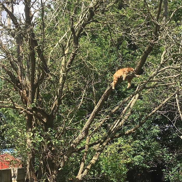 Sleeping-Cats-In-Trees