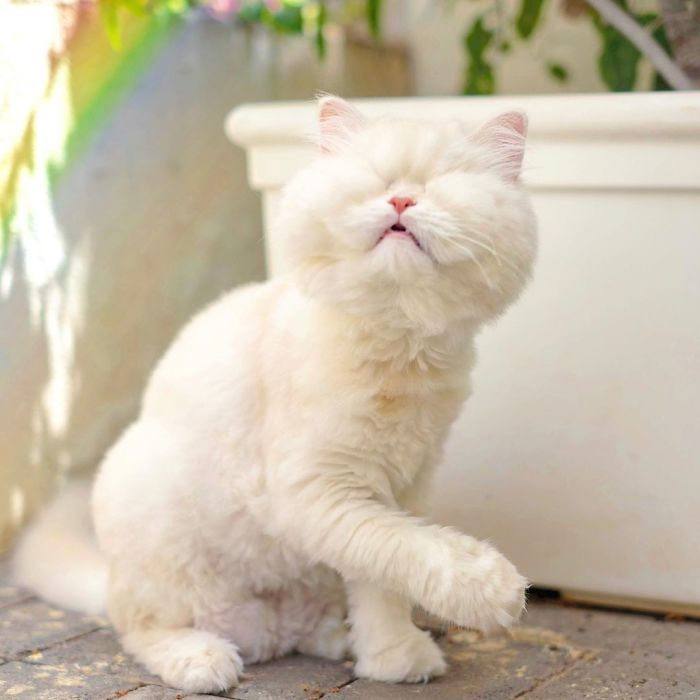 Blind-Persian-Cat-Moet