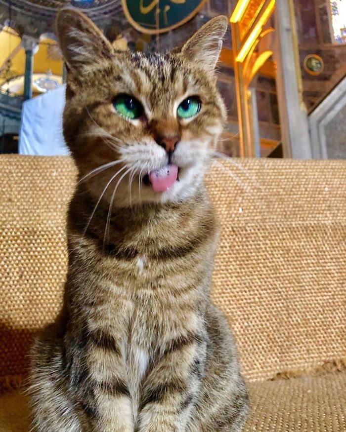 Hagia-Sophia-Cat