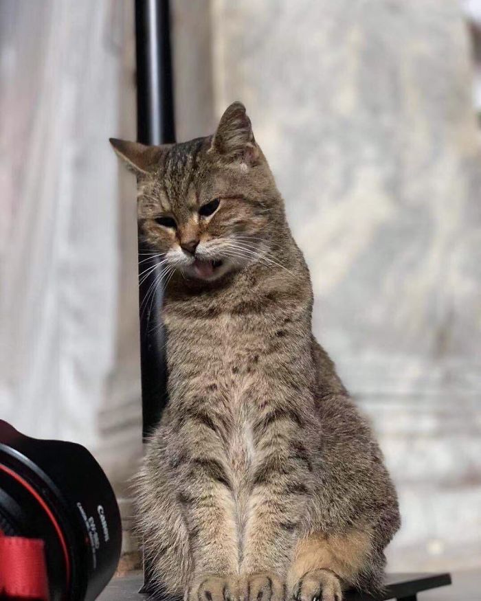 Hagia-Sophia-Cat