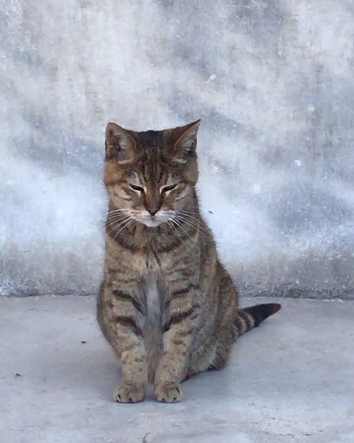 Hagia-Sophia-Cat