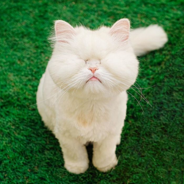 Blind-Persian-Cat-Moet