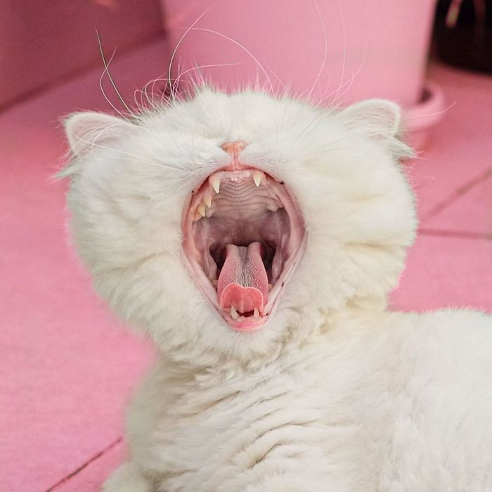 Blind-Persian-Cat-Moet