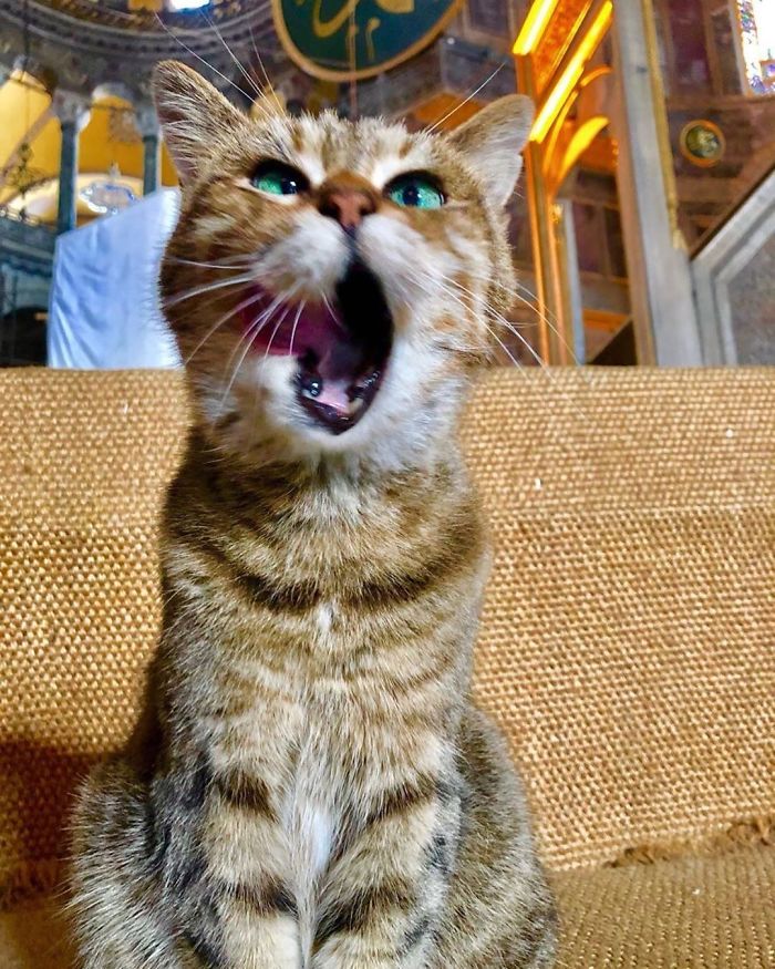 Hagia-Sophia-Cat