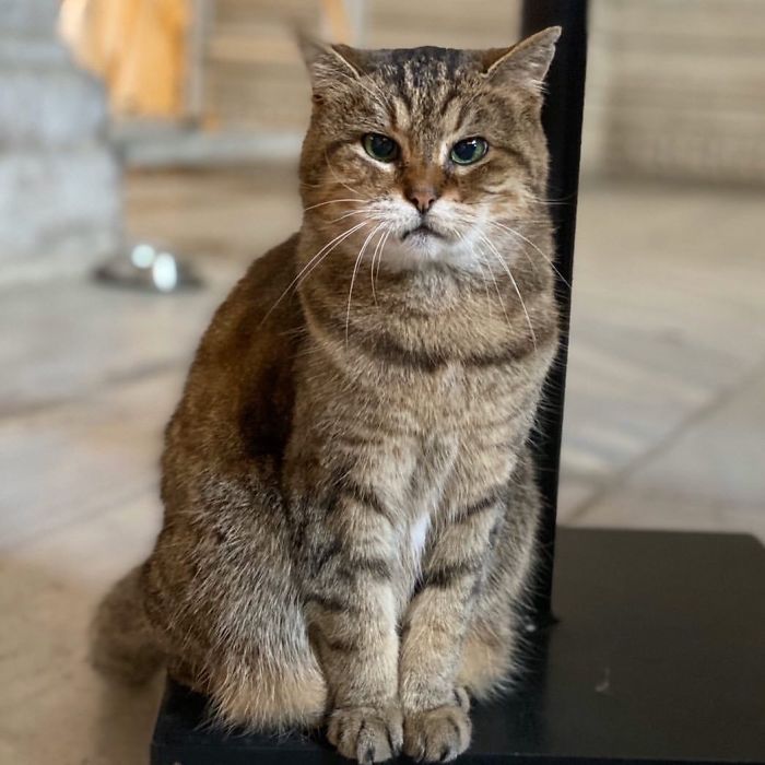 Hagia-Sophia-Cat