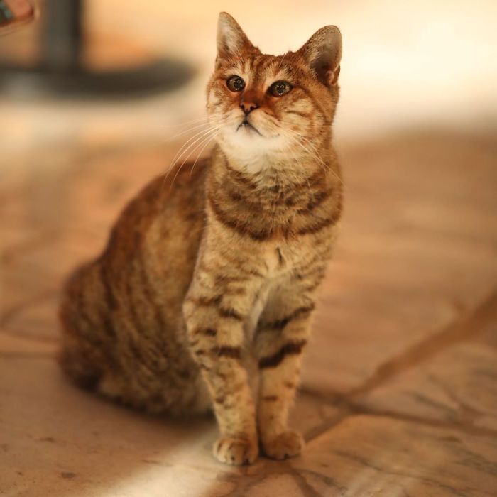 Hagia-Sophia-Cat