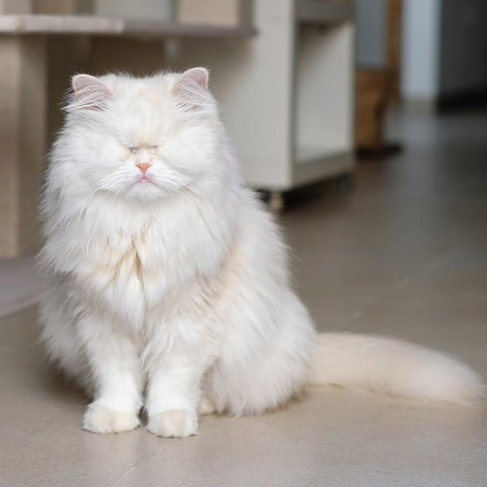 Blind-Persian-Cat-Moet