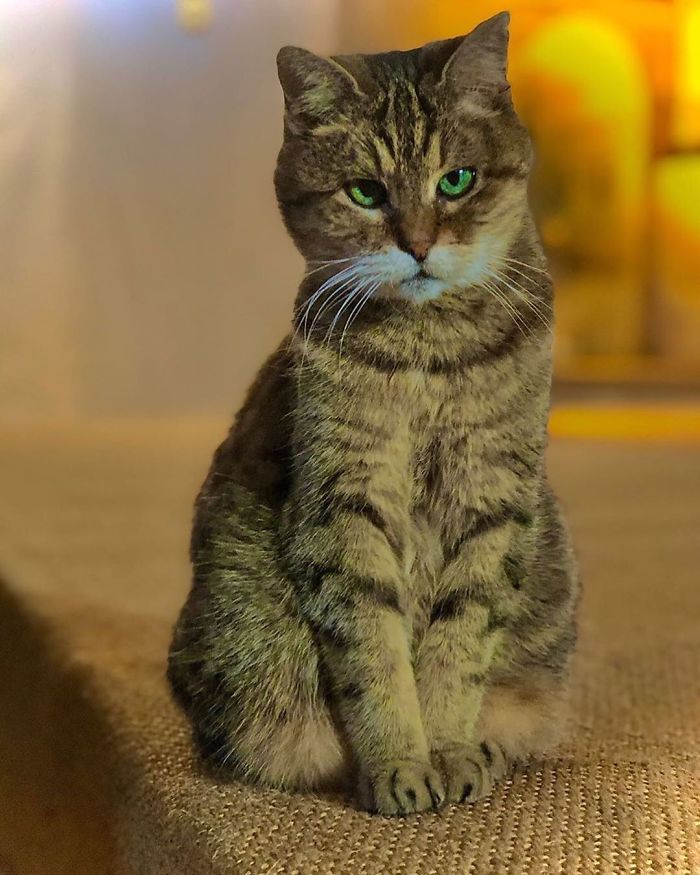 Hagia-Sophia-Cat