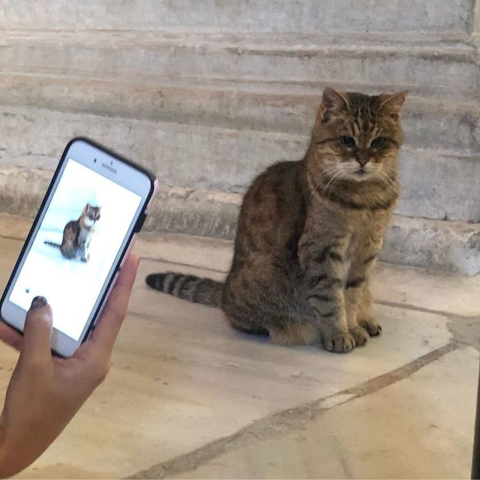 Hagia-Sophia-Cat