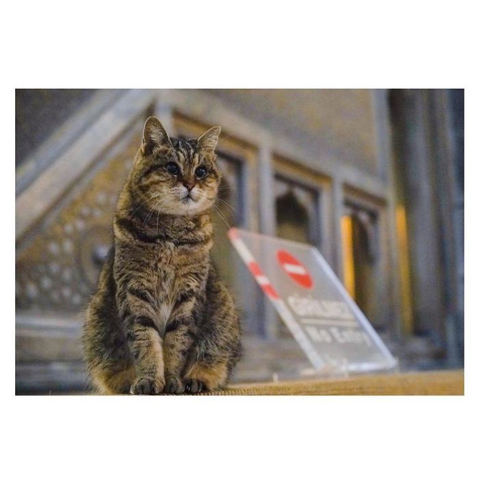 Hagia-Sophia-Cat