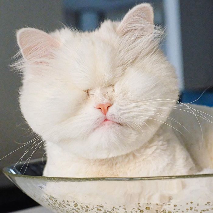 Blind-Persian-Cat-Moet