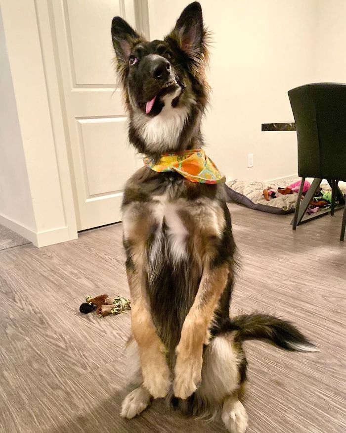 Even Though Brodie Got His Face Disfigured As A Puppy By His Mother, Today He's About To Become A Therapy Dog Even Though Brodie Got His Face Disfigured As A Puppy By His Mother, Today He's About To Become A Therapy Dog