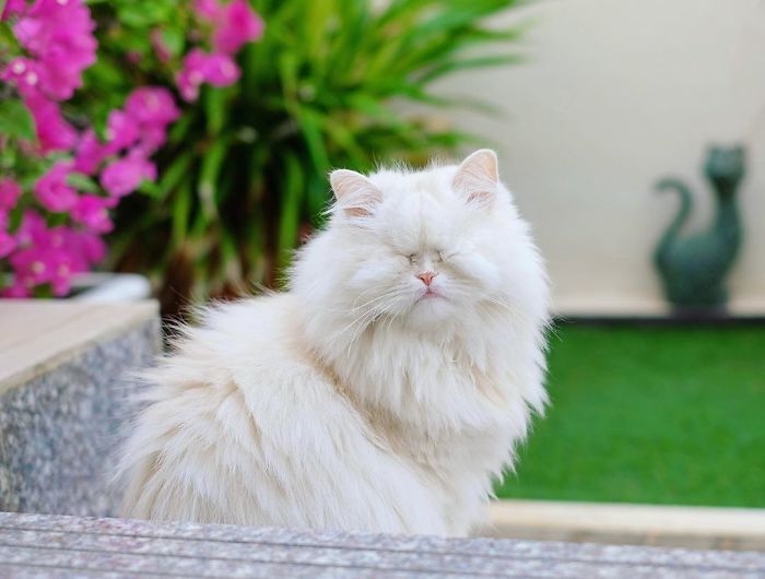 Blind-Persian-Cat-Moet