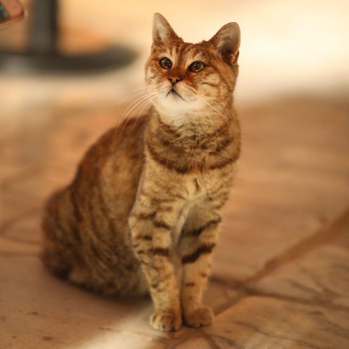 Hagia-Sophia-Cat