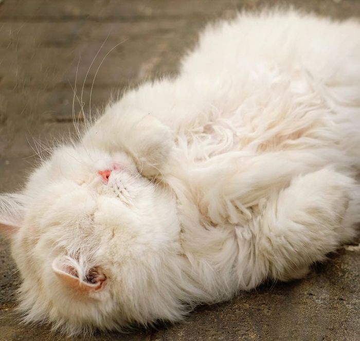 Blind-Persian-Cat-Moet